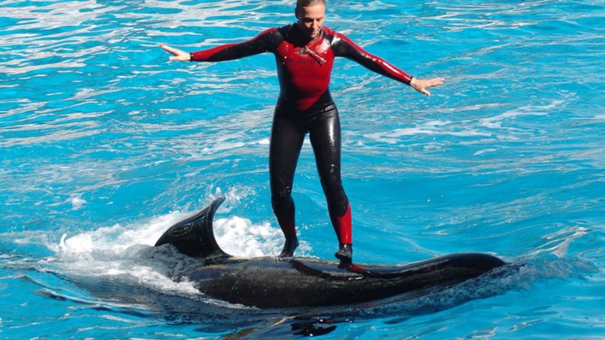 Image #: 10041306 Dawn Brancheau, a whale trainer at SeaWorld Adventure Park, shown performing on December 30, 2005, was killed in an accident with a killer whale at the SeaWorld Shamu Stadium in Orlando, Florida, on Wednesday, February 24, 2010. Orlando Sentinel/MCT /Landov [ Rechtehinweis: Verwendung nur in Deutschland, usage Germany only ]