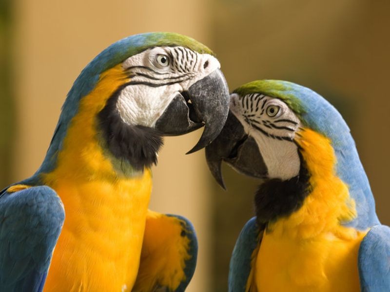 Warum können Papageien sprechen?
