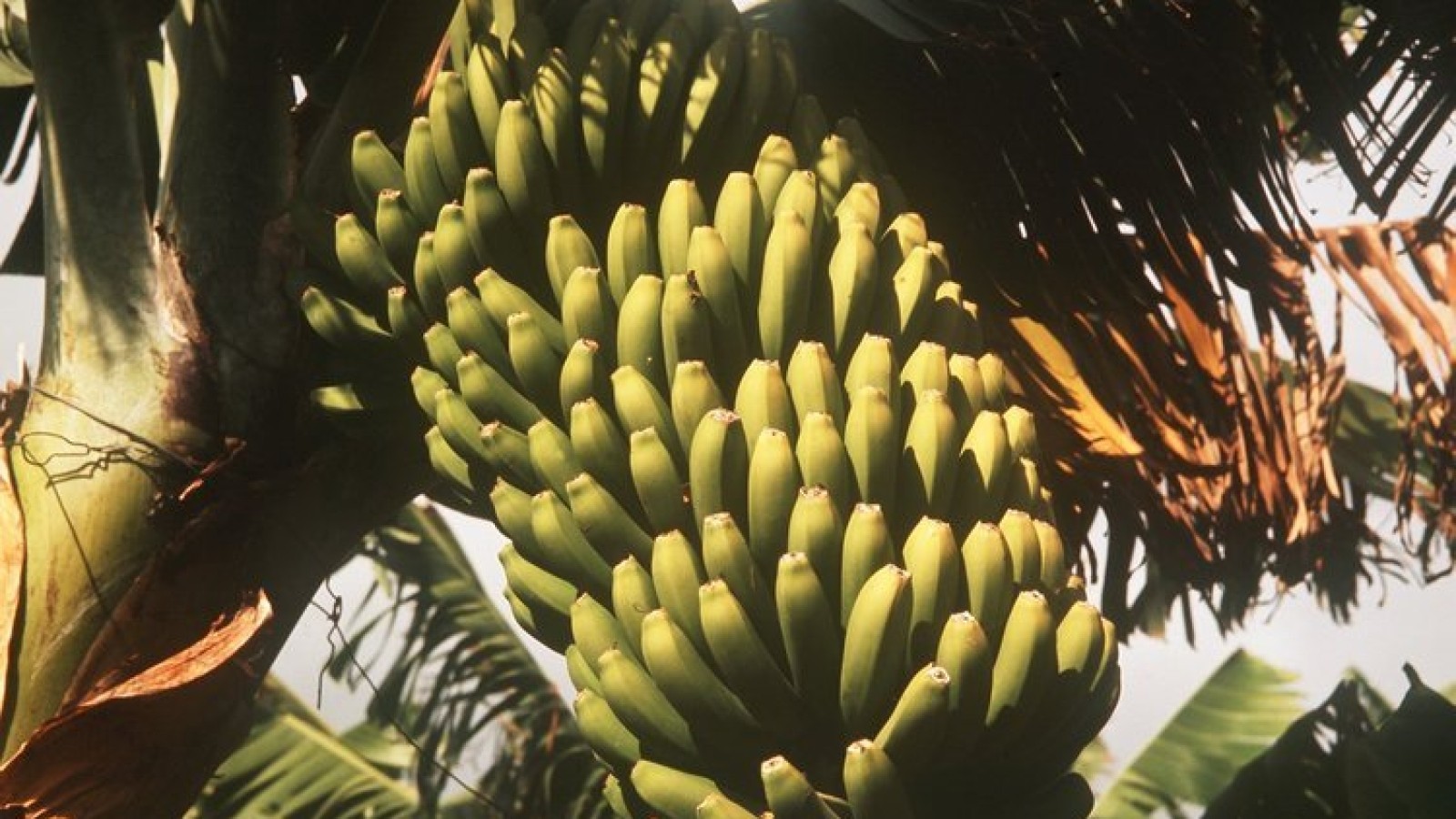 Warum ist die Banane krumm?