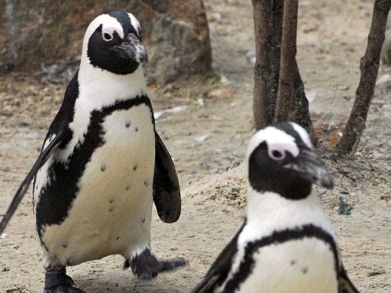 Pinguin Sandy in Artgenosse Hermann verliebt