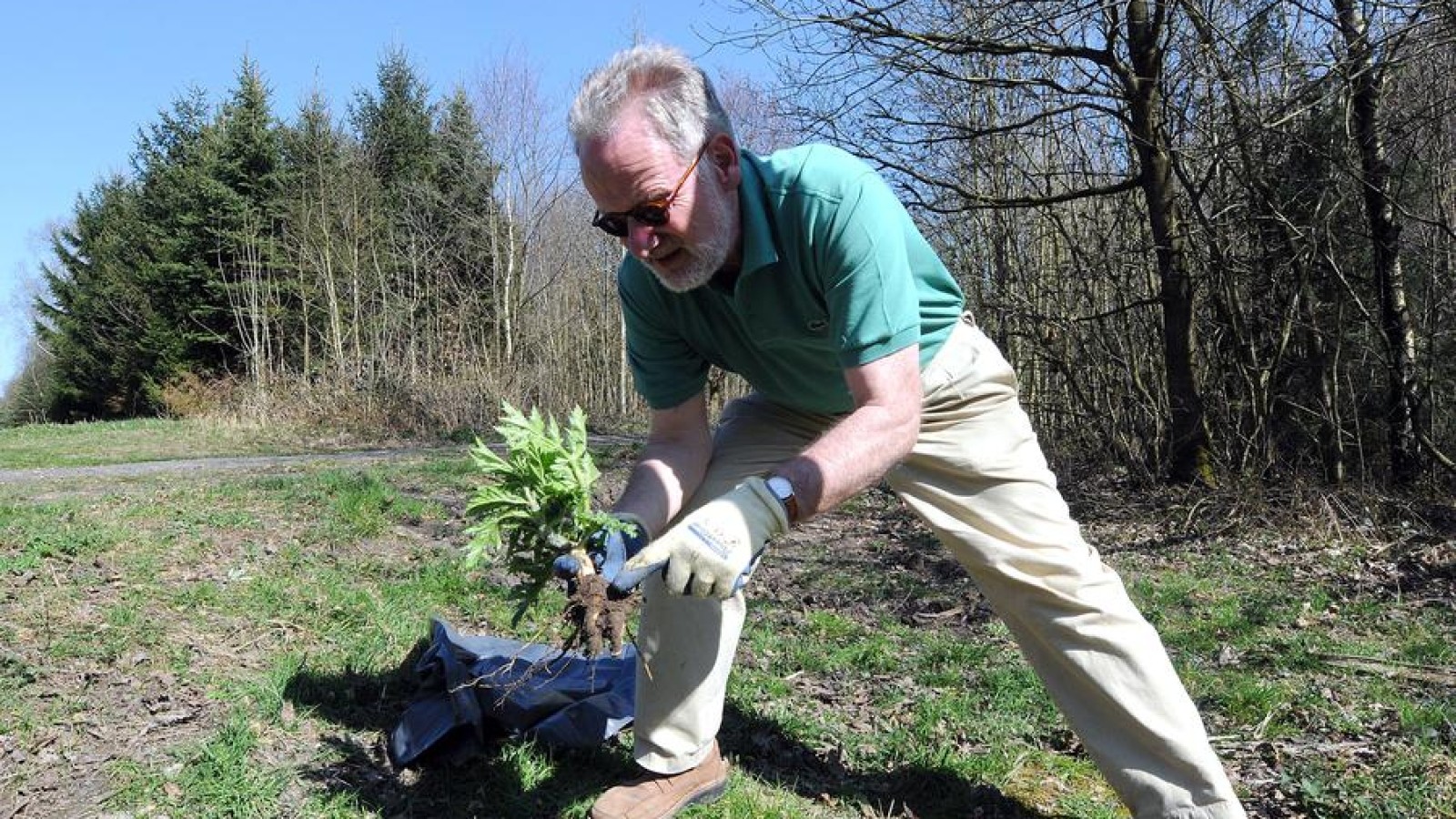 Der Kampf gegen Riesen-Bärenklau