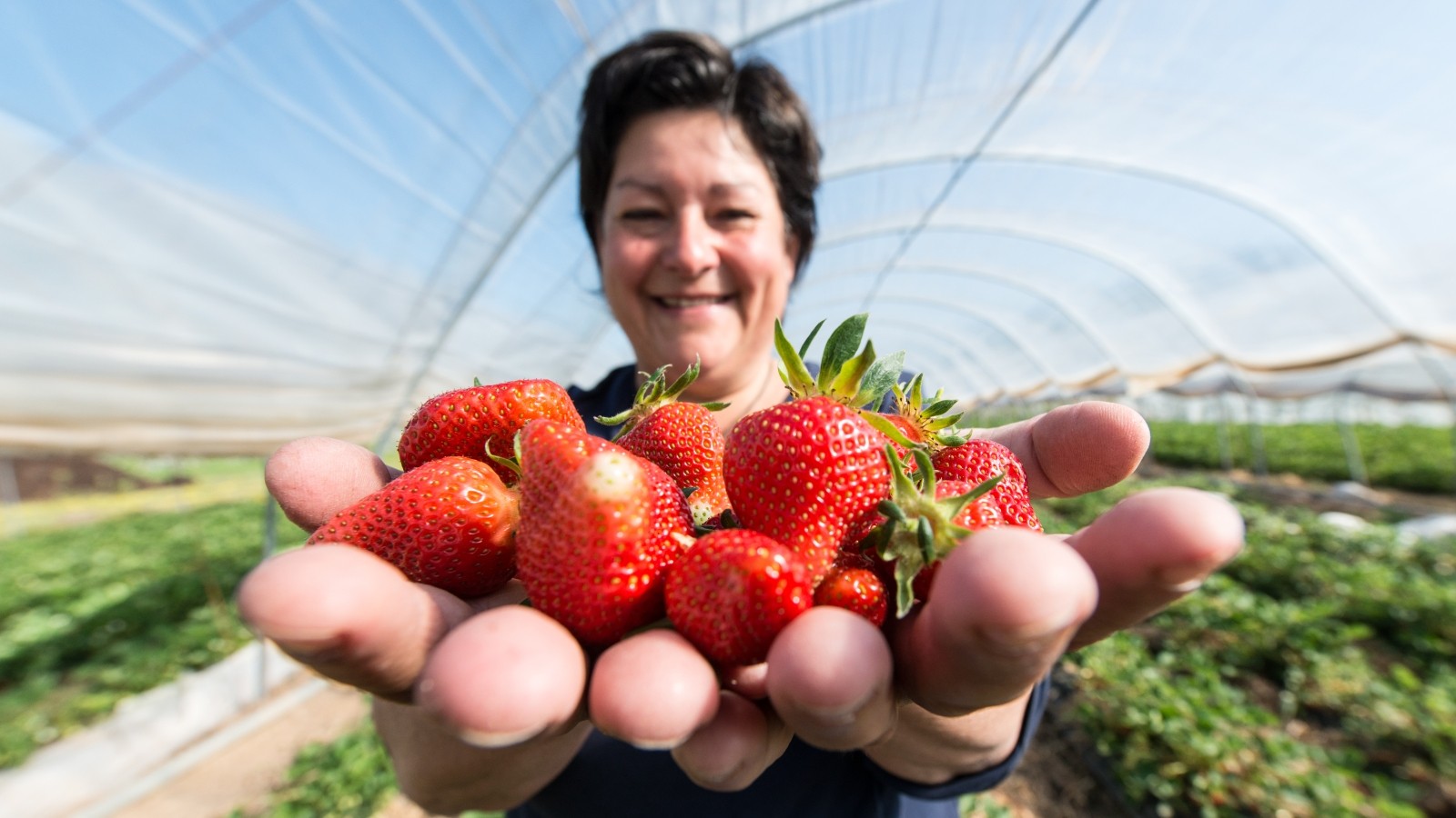 Süß und saftig – die wichtigsten Tipps für frische Erdbeeren