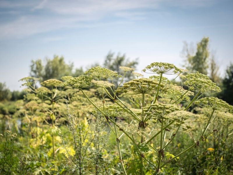 RiesenBärenklau im Garten? So wird man ihn wieder los
