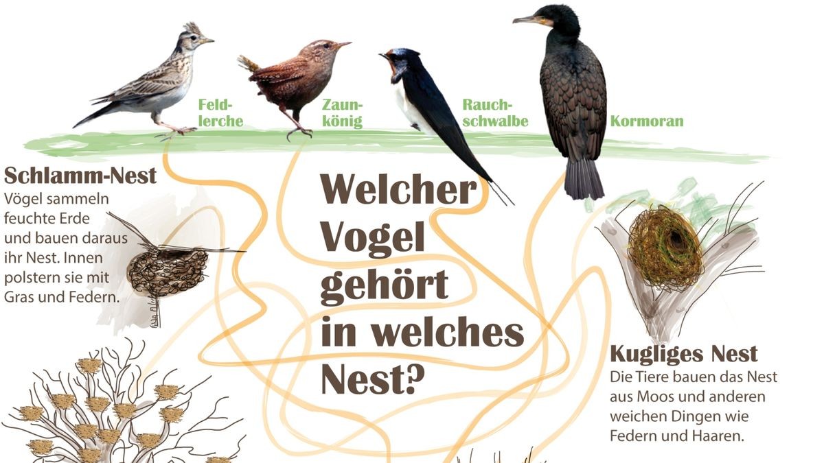 Welcher Vogel gehört in welches Nest?
