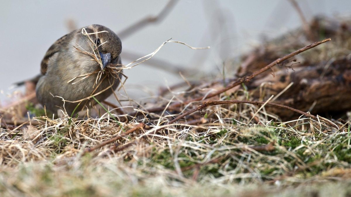 Welcher Vogel gehört in welches Nest?
