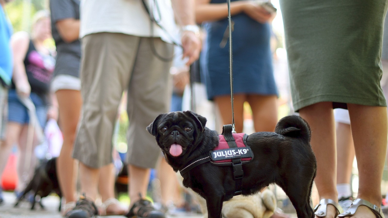 MopsTag in Gelsenkirchen