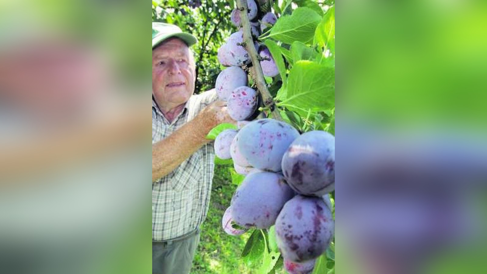 Obstbäume im Herbst in die Erde