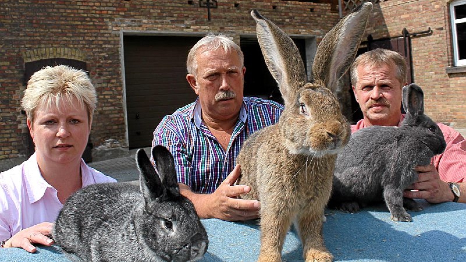 Sonnenberger Züchter: Kaninchen brauchen immer gute Pflege