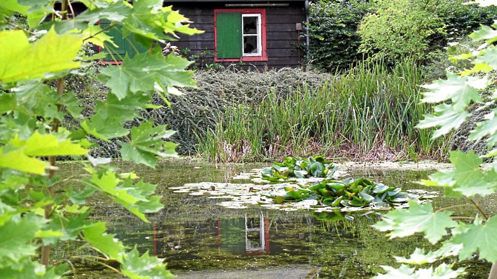 Was wird aus dem Teich am Langen Kamp?