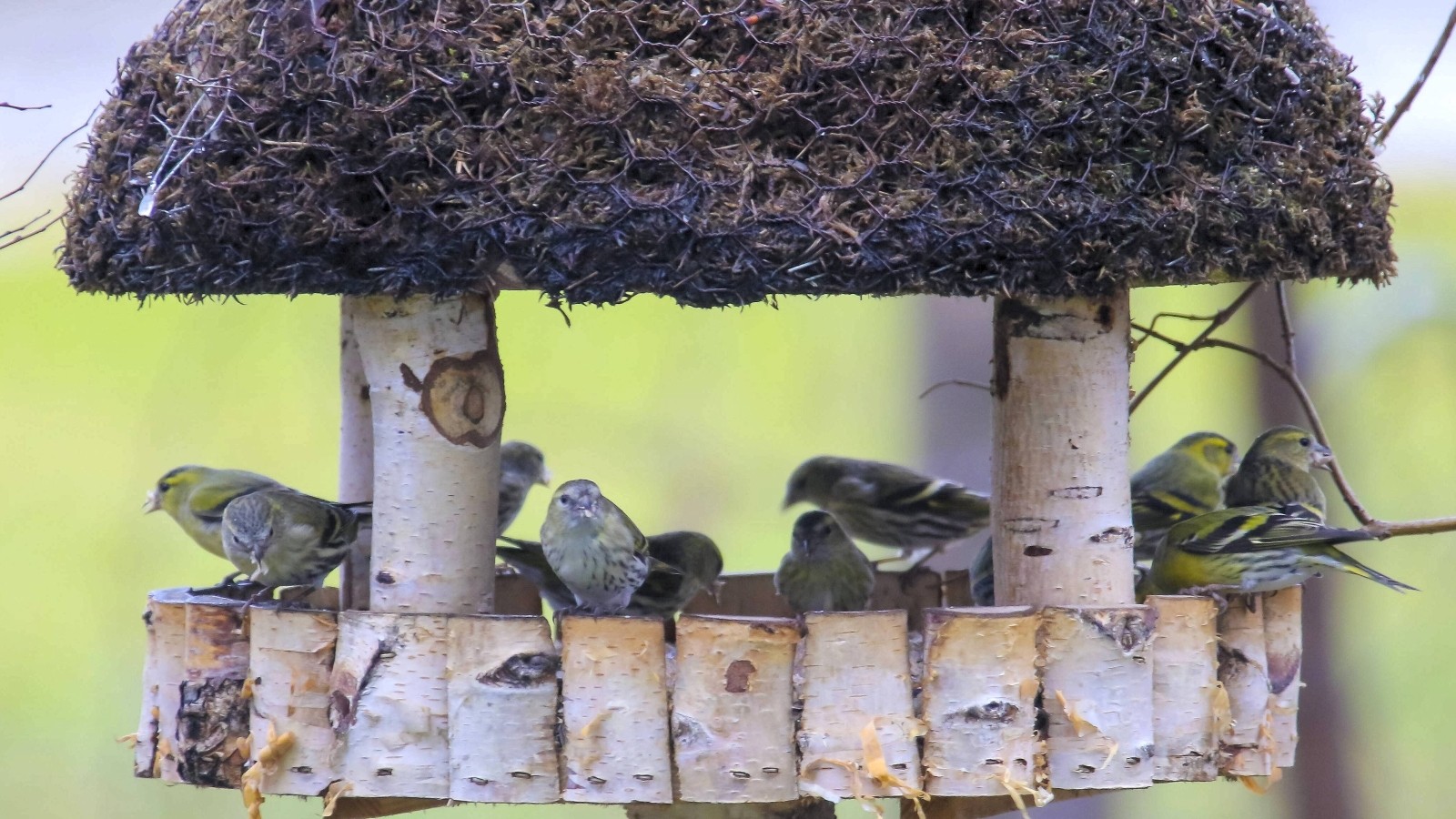 Wie ein Vogelhäuschen auf dem Balkon zum Streitfall wird
