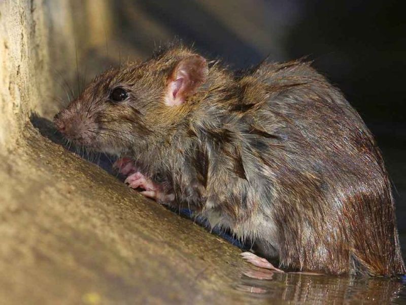 Regen spült tote Ratten aus der Kanalisation auf die Straßen