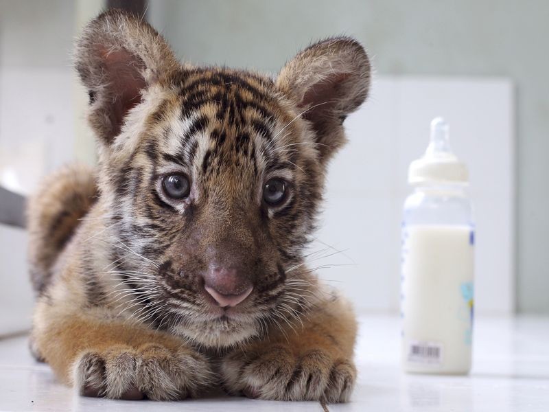 Tigerbaby bei Berliner Clan-Hochzeit: Zirkus verteidigt Leih-Aktion