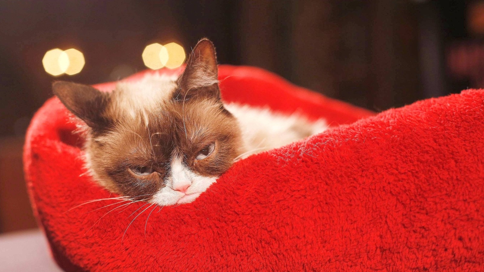  Die K-Frage: Braucht Deutschland eine Katzensteuer? Illustration 