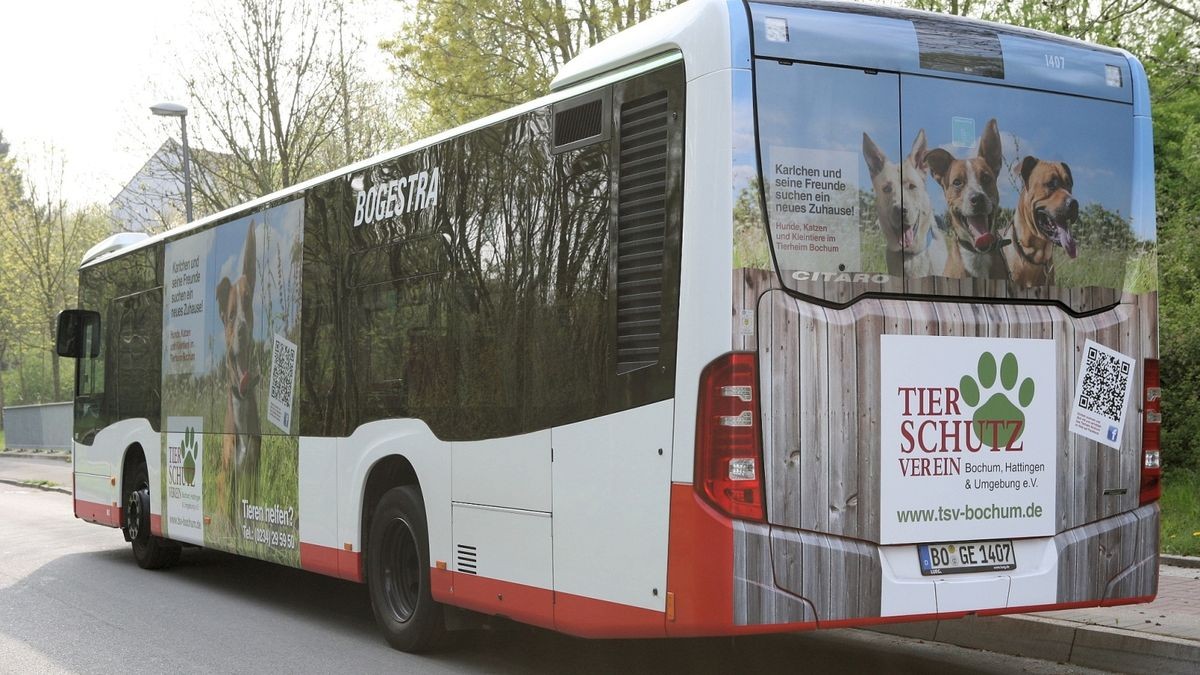Ein Beispiel für einen Bogestra-Bus mit Fensterwerbung. Die Politik streitet, ob sie die auch für die Busse im EN-Kreis zulässt.