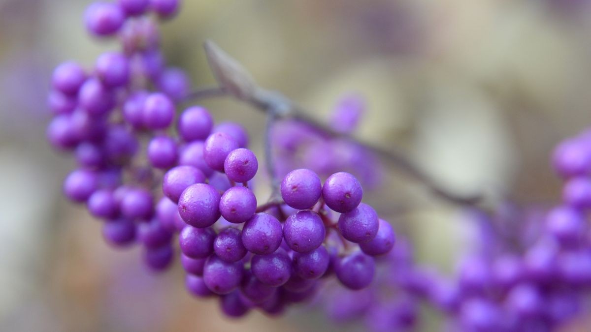 Liebesperlen für das Auge und die Vase