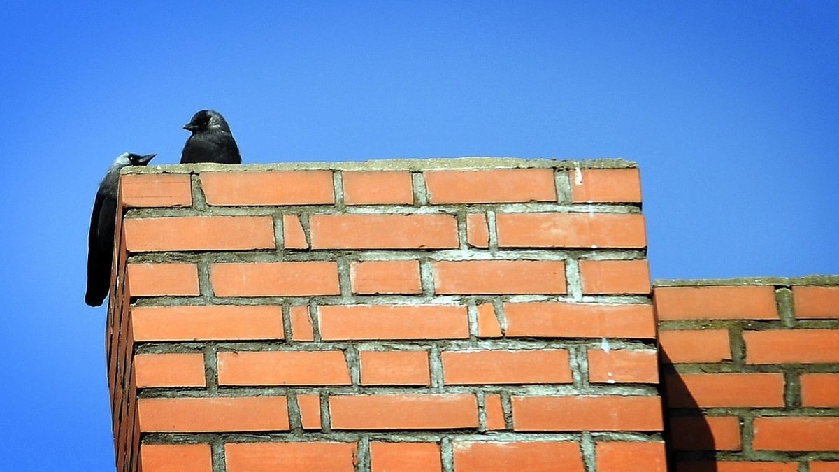 Dohlen nutzen  gerne gemauerte Schornsteine, um darin ihre Nester zu bauen.