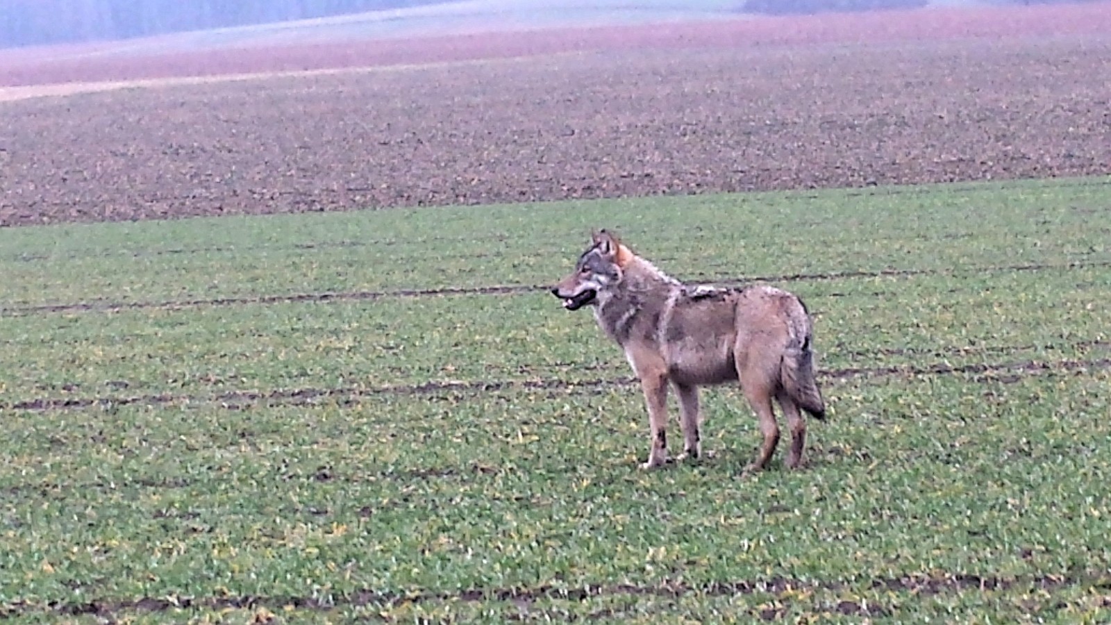 Amtlich bestätigt Wolf streift durch Berleburger Wälder