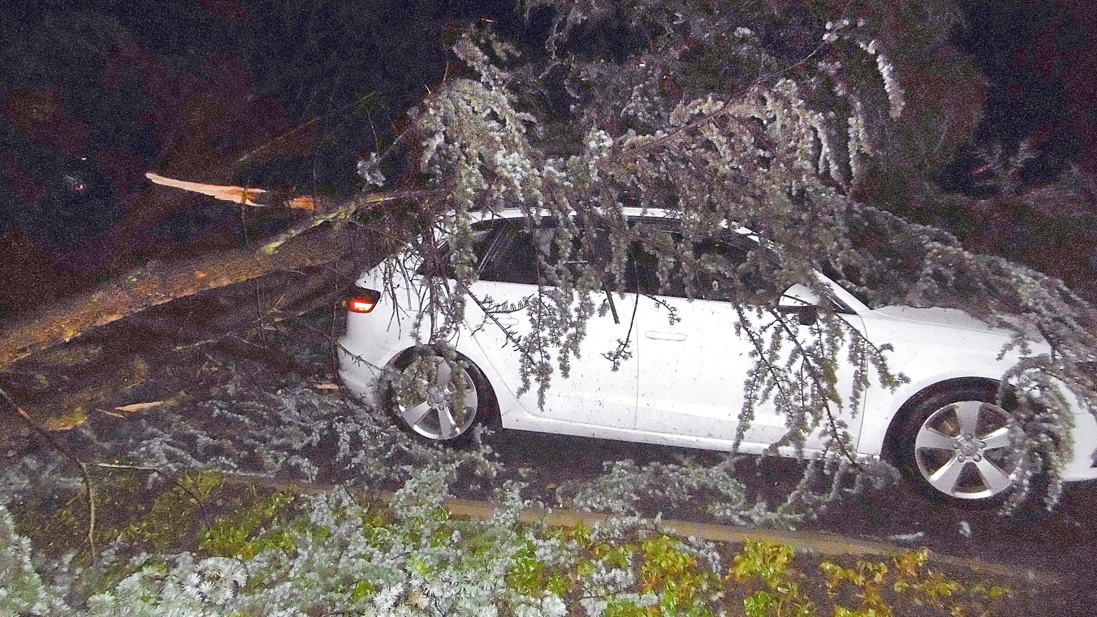 Sturmschäden durch Bäume