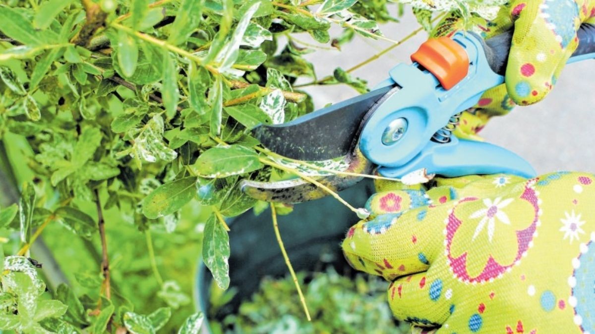 Das braucht der Garten im Februar