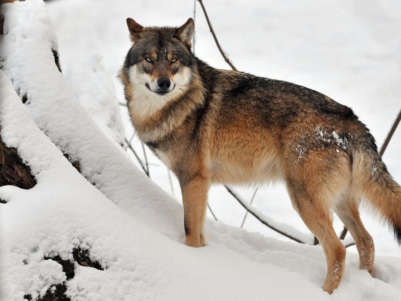 Ist ein Wolf über den Lütjensee gelaufen?