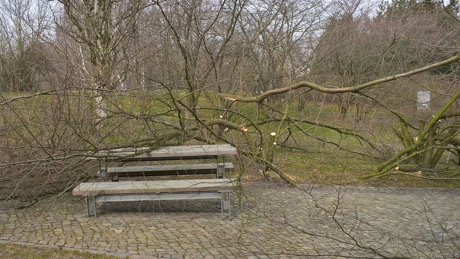 Unbekannte fällen 17 Kirschbäume in den Gärten der Welt