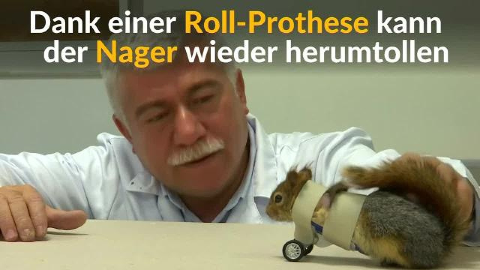 Verletztes Eichhörnchen bekommt RollProthese