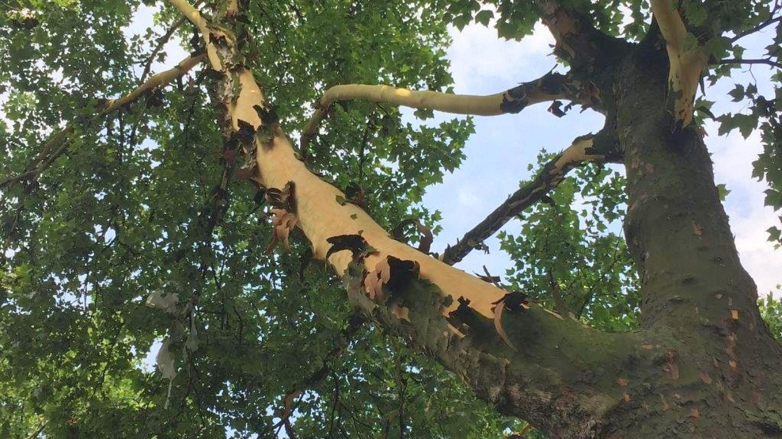 Platanen verlieren ihre Borke – ein ganz natürlicher Prozess