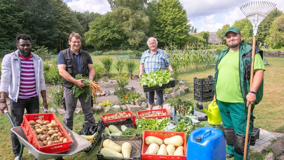 Ernte im Tafelgarten bringt reichlich Gemüse und Kartoffeln
