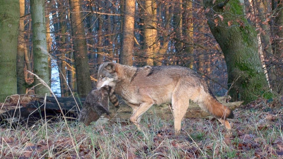 Wieder ein junger Wolf vom Auto überfahren