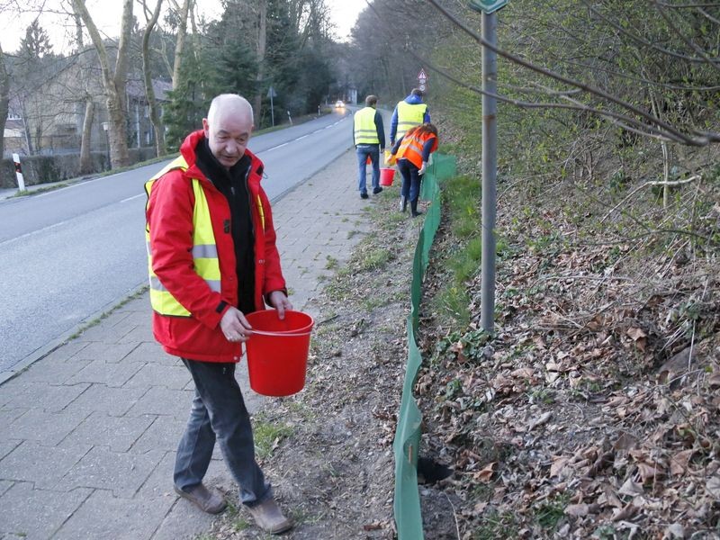Massenhaftes Krötensterben auf dem Vossnacken in Velbert