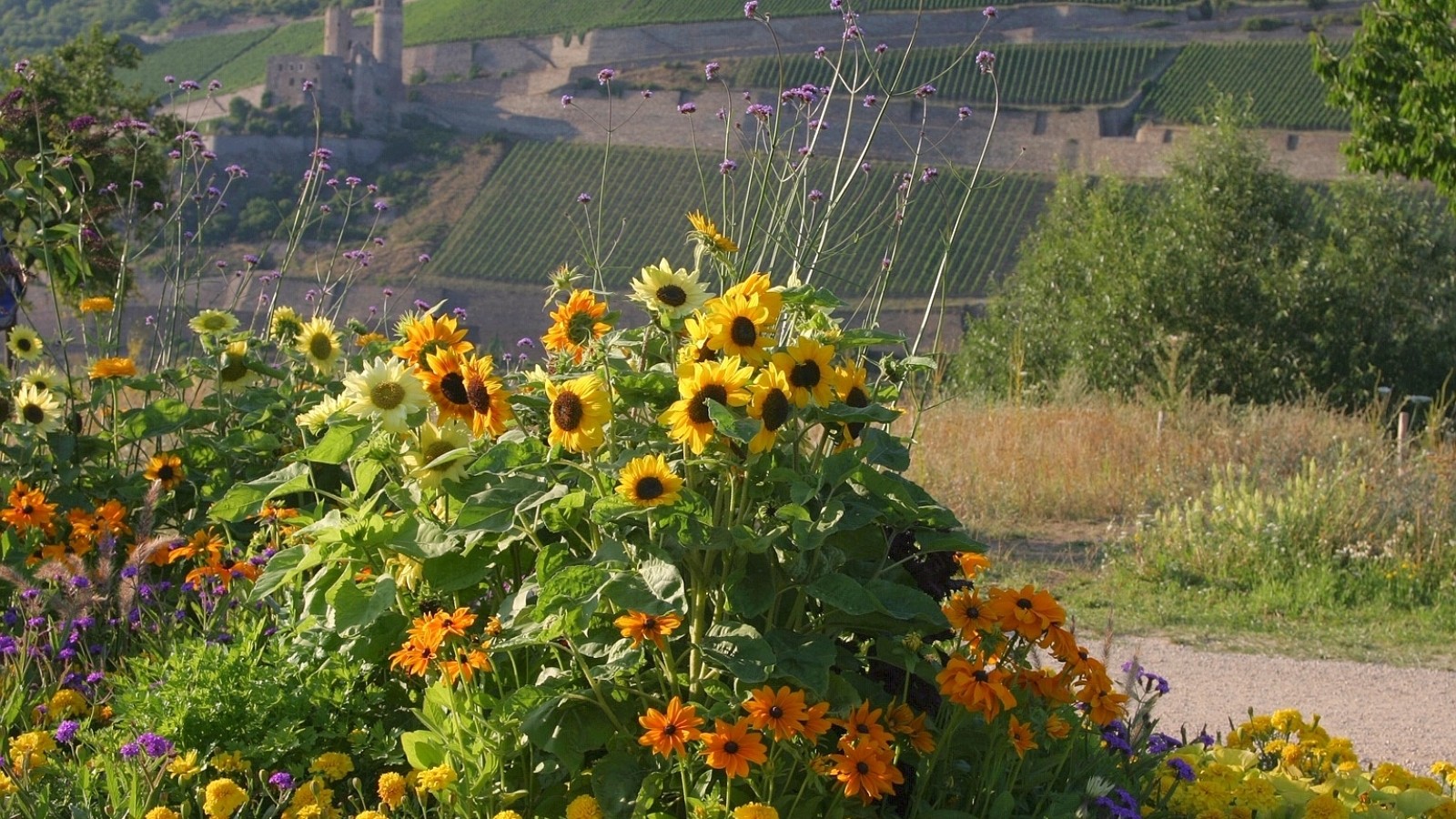 Ein Meer von Blumen für die Landesgartenschau KampLintfort