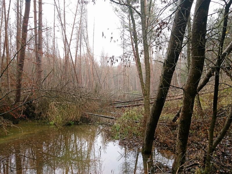 Büddenstedt bekommt zwei neue Seen