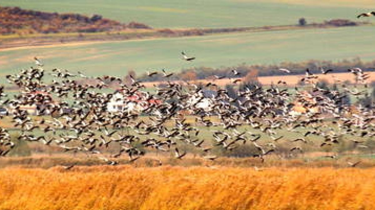 Zu Tausenden rasten wieder Kraniche am Stausee Kelbra. Tagsüber schwärmen sie aus in die Umgebung, um sich auf den Äckern für den Weiterflug zu stärken. Foto: Wilhelm Slodczyk