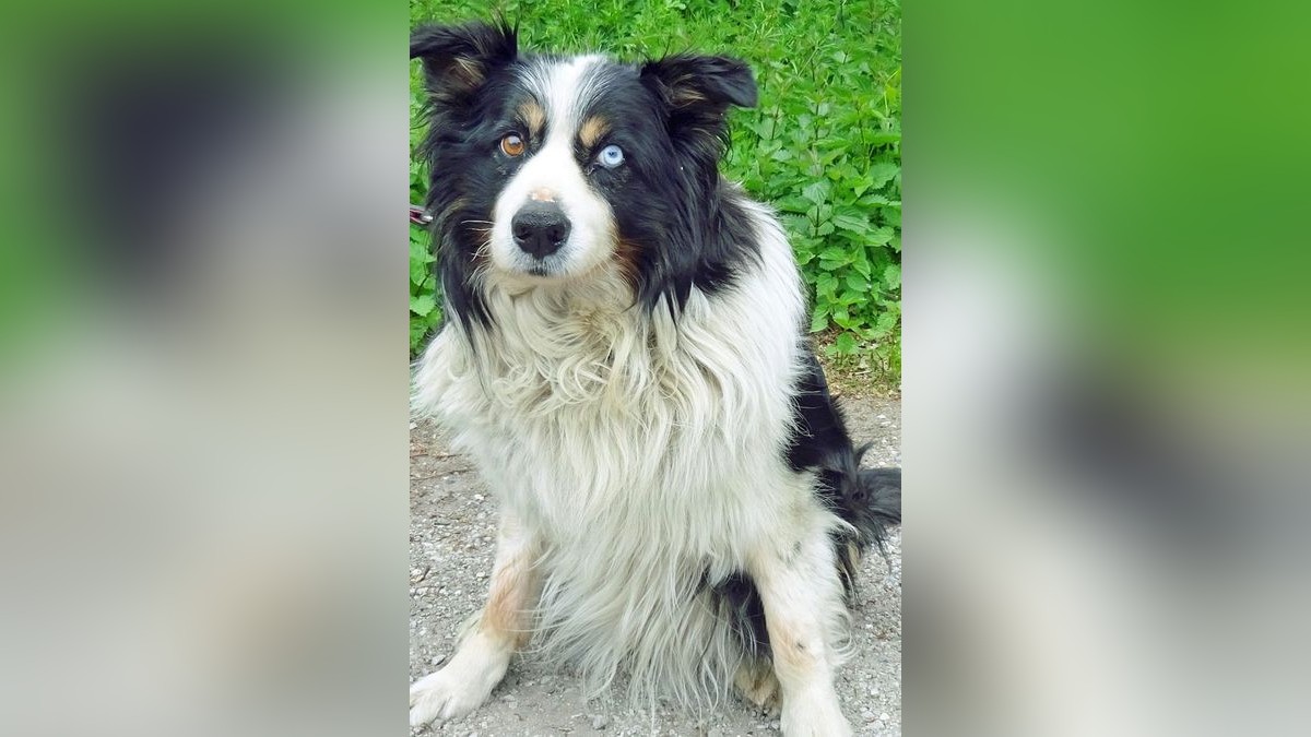Border Collie Und Australian Shepherd Suchen Ein Zuhause