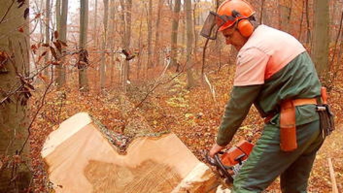 Forstwirtschaftsmeister Axel Meyer brachte den Mega-Eschen-Stamm für die Steinschleuder im Possenwald sicher und ohne Platzer zu Boden. In Leubingen wird mit zwei Fichten daraus der Wurfarm gebaut. Foto: Andreas Knoll