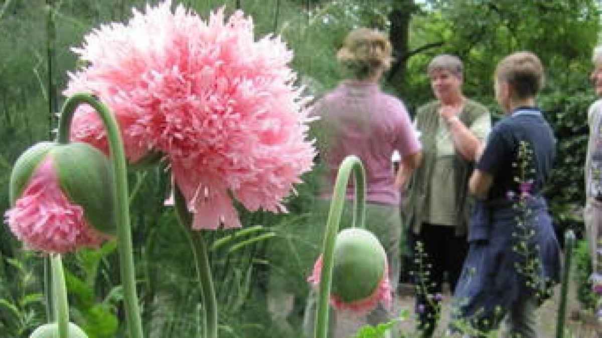 HillaryMinze und Rattenschwanzwürze im Kräutergarten