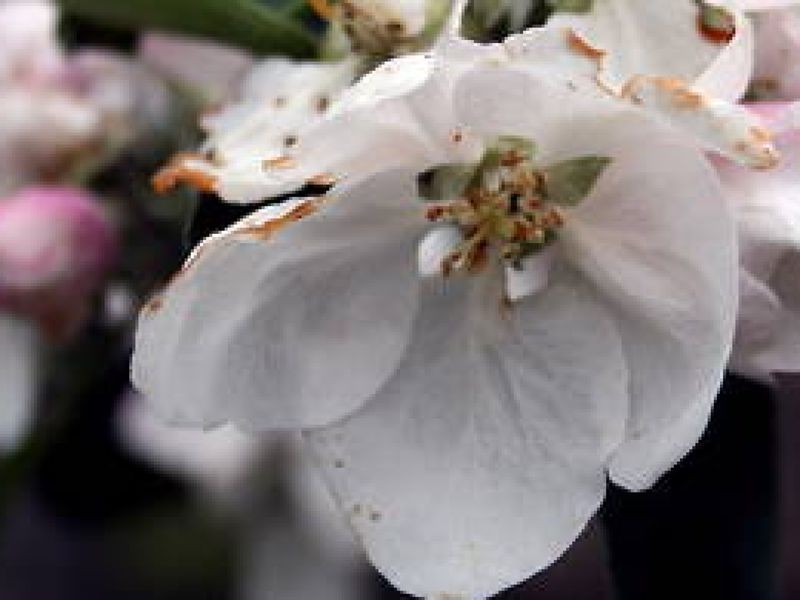 Blütenfest wird in Gierstädt gefeiert