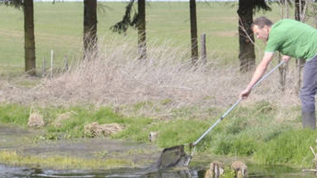 Naturschutzbund hilft Gothaer KrötenLiebhabern