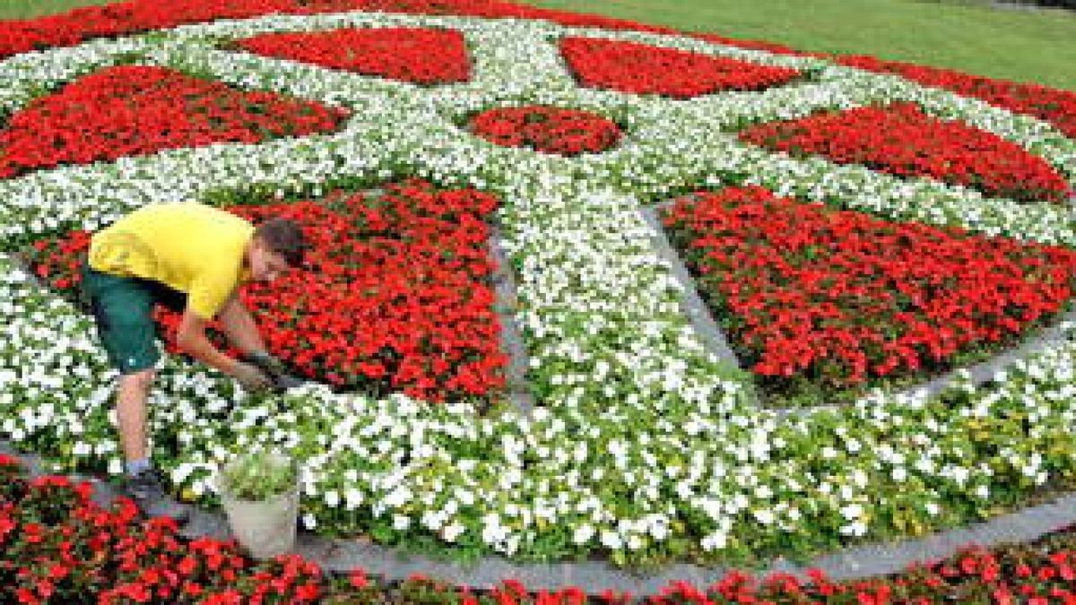 Tausende Fleißige Lieschen und ein fleißiger Landschaftsgärtner: Florian Wolfer aus Orlishausen zupft Unkraut und verwelkte Blüten aus dem Erfurter Rad am Petersberg, das aus insgesamt 3200 Blumen der Sorte Fleißiges Lieschen besteht. Foto: Maik Ehrlich 