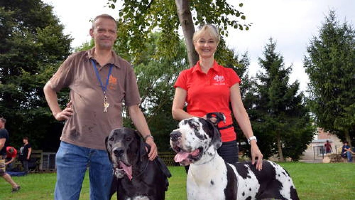 18.08. 53 Doggen traten bei der 20. Thüringenschau auf dem Gelände der Hundeschule 