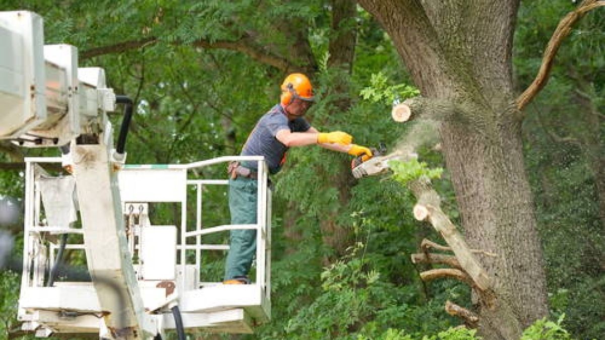 08.08. An der Landstraße nach Hopfgarten wurden heute durch Frank Brandenburg und die Freiwillige Feuerwehr Hopfgarten sechs Bäume gefällt. Dies war nötig, das sie nach den Unwettern und dem Hochwasser umzufallen drohten. Foto: Thomas Müller