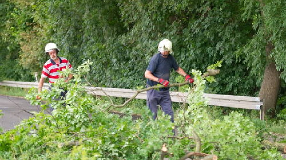 08.08. An der Landstraße nach Hopfgarten wurden heute durch Frank Brandenburg und die Freiwillige Feuerwehr Hopfgarten sechs Bäume gefällt. Dies war nötig, das sie nach den Unwettern und dem Hochwasser umzufallen drohten. Foto: Thomas Müller