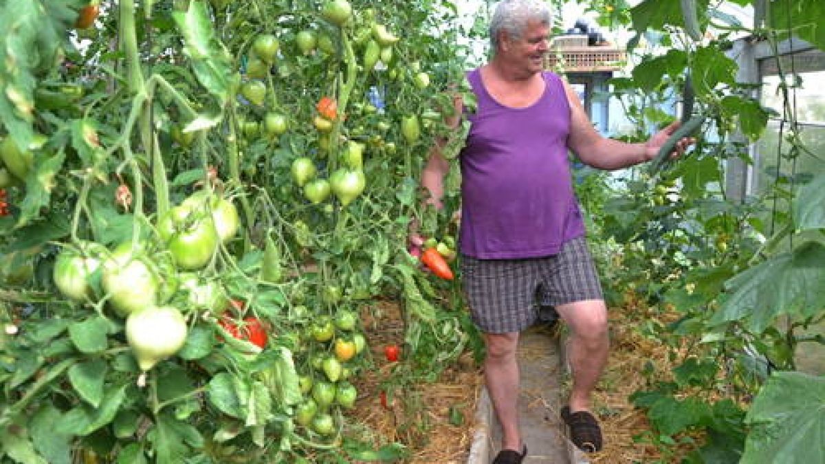 08.08. Gerd Janka aus Kranichfeld züchtet und erntet Tomaten und Gurken in seinem Gewächshaus. Foto: Bernd Rödger 