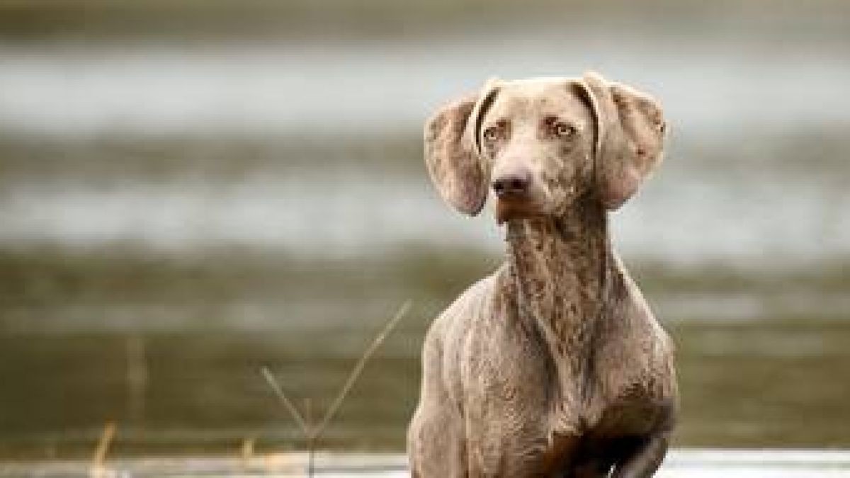 Hündin Lotta sucht ihre Frisbeescheibe im Hochwasser des Goetheparks 2011. Foto: Candy Welz