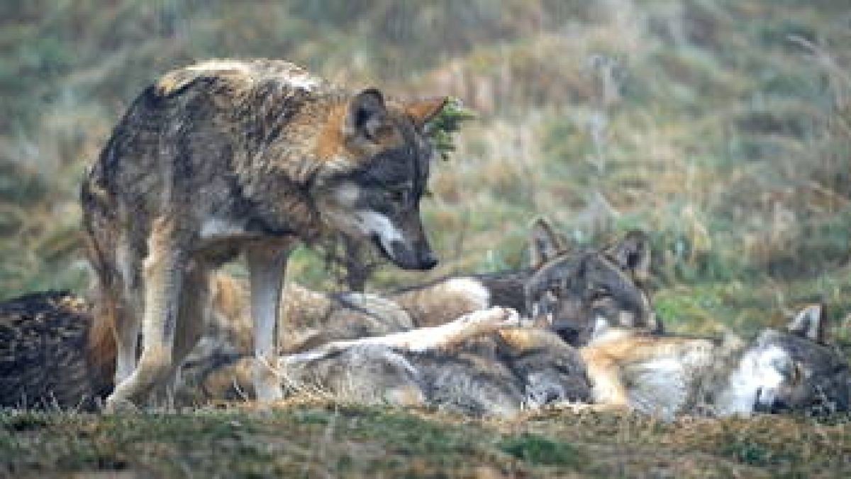 Der Wolf ist da: Erster Nachweis in Thüringen