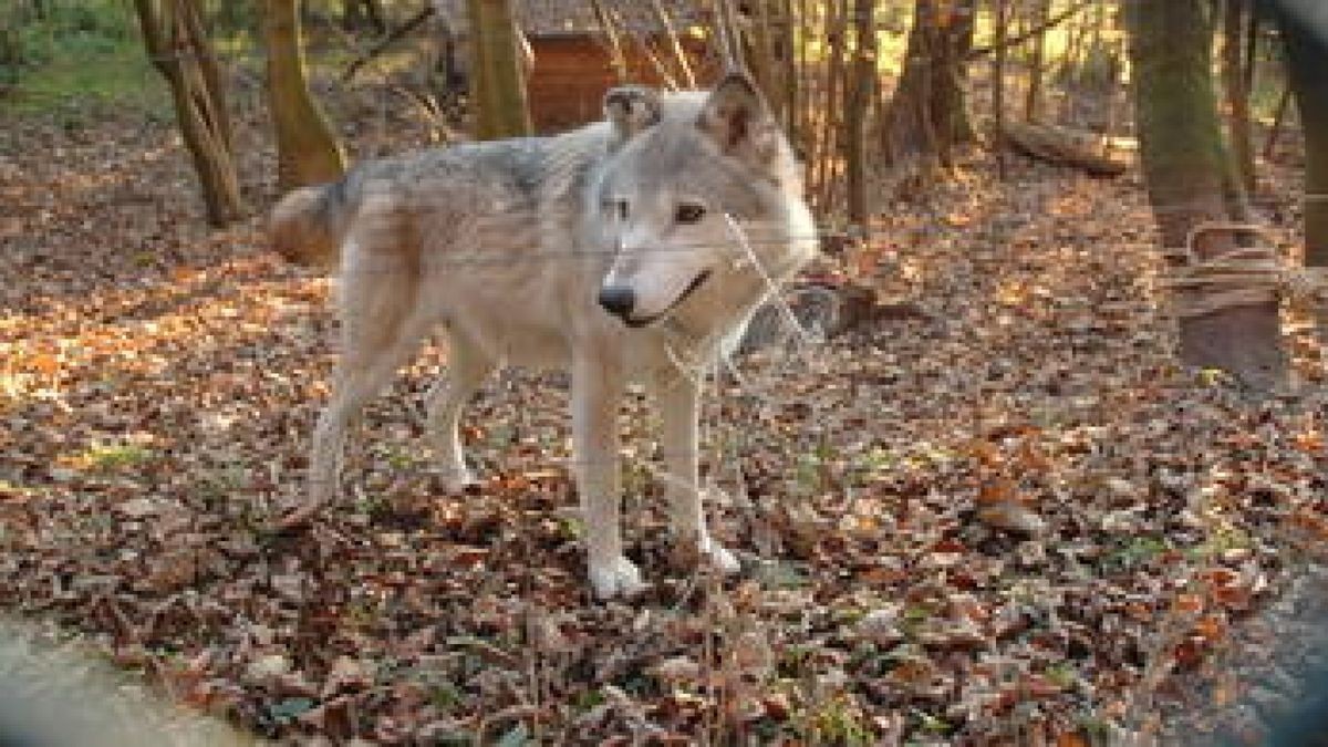 Erst geachtet und verehrt, dann verfolgt und ausgerottet der Wolf