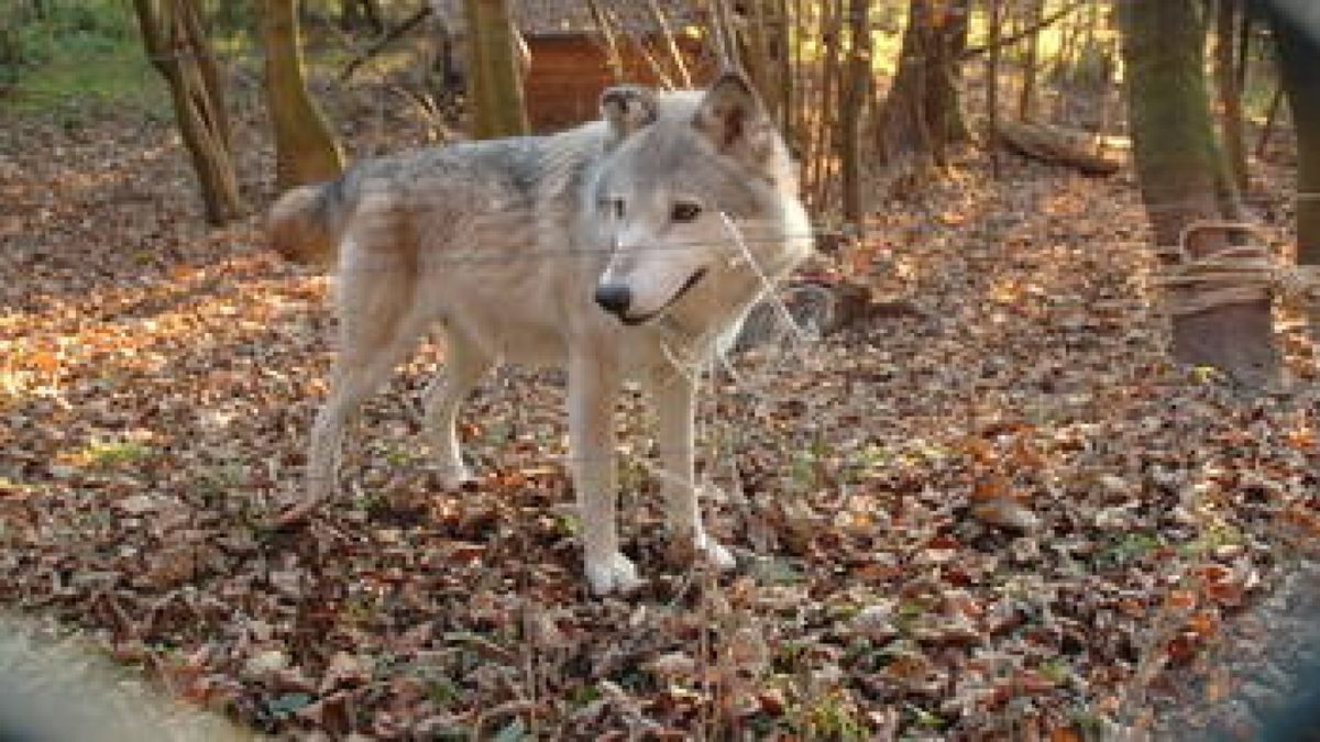 Ein Wolf streift durch den Bärenpark Worbis: Dort gibt es reichlich Erfahrung mit den Tieren. In freier Wildbahn, sagen Experten, seien diese Tiere keine Gefahr für den Menschen. Der Grund dafür: Sie sind zu scheu. Foto: Jürgen Backhaus