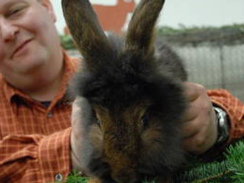 Auch Genter Bartkaninchen zu sehen