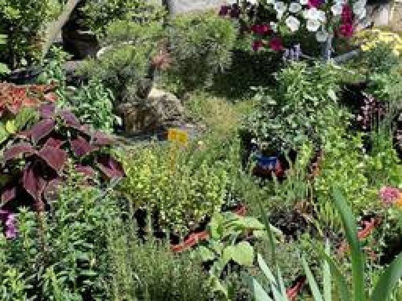 Schlupfwespen als Helfer im Garten des BodelschwinghHofs in