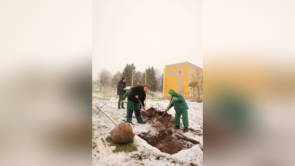 Wohnungsbaugenossenschaft lässt in Gera 160 Bäume pflanzen